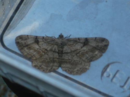 Réf. 119 633 : Peribatodes rhomboidaria