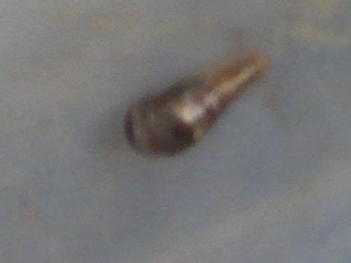 Episyrphus balteatus