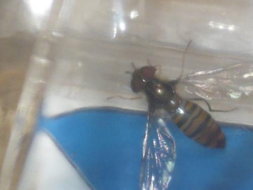 Episyrphus balteatus