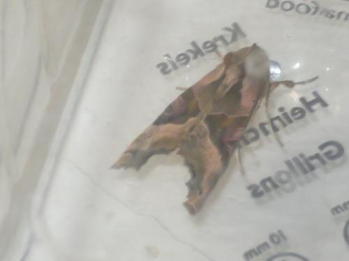 Phlogophora meticulosa