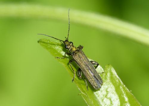 Réf. 119 778 : Oedemera virescens