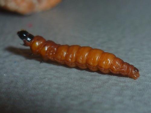 Rhyacionia buoliana