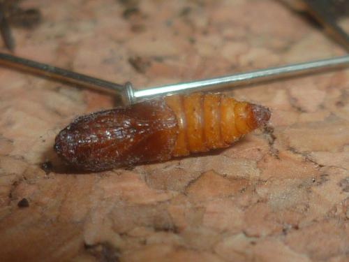 Rhyacionia buoliana