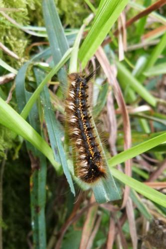 Euthrix potatoria
