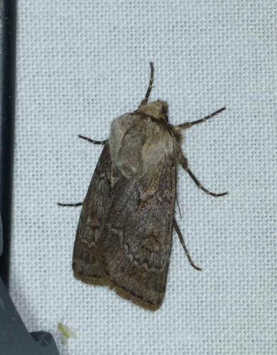 Réf. 119 374 : Agrotis cinerea