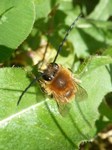 Eucera sp.