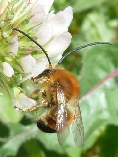 Eucera sp.