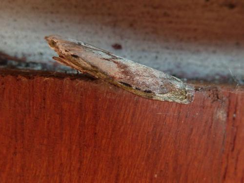 Aphomia sociella