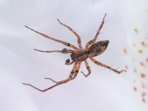 Réf. 119 005 : Anyphaena accentuata