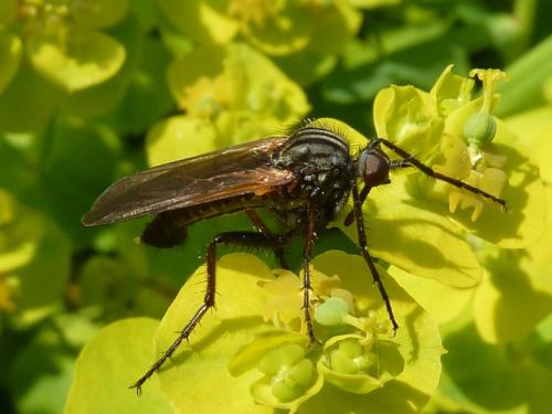 Empis tessellata