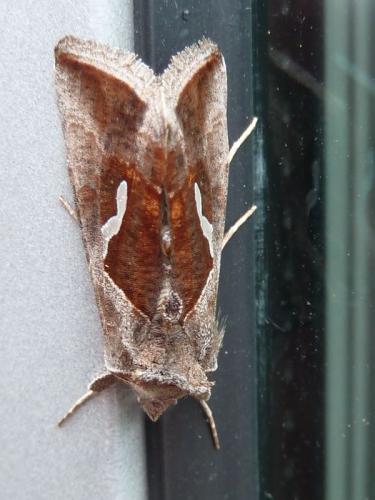 Réf. 119 078 : Macdunnoughia confusa