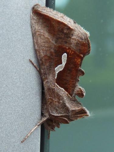Macdunnoughia confusa