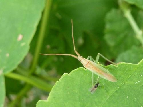 Stenodema sp.