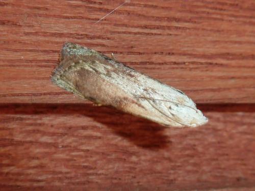 Aphomia sociella