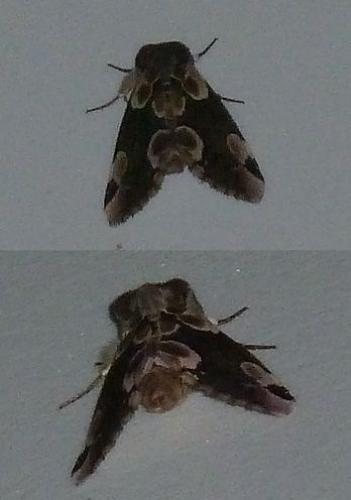 Thyatira batis