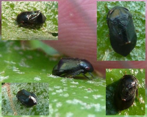 Penthimia nigra