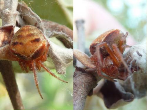 Réf. 119 764 : Araneus sp.