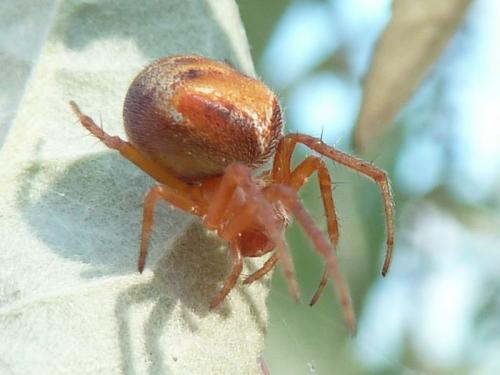 Réf. 119 763 : Araneus sp.