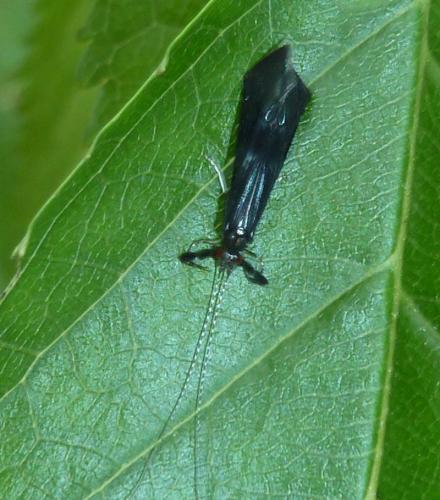 Réf. 119 807 : Mystacides azureus