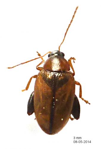 Réf. 119 217 : Psylliodes affinis