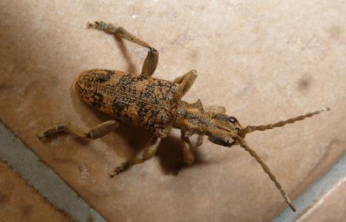 Rhagium sycophanta