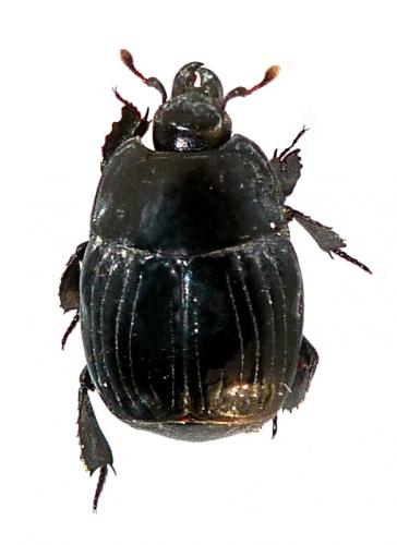 Réf. 119 435 : Margarinotus merdarius
