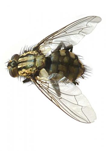 Sarcophaga sp.