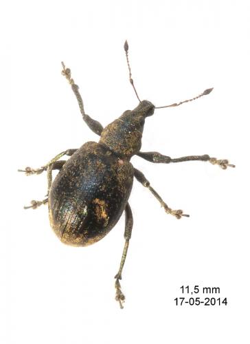 Liophloeus tessulatus