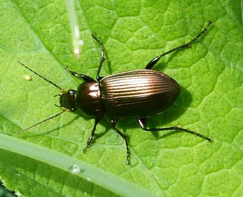 Poecilus cupreus