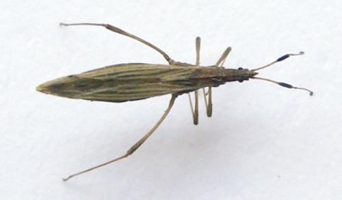 Berytinus minor