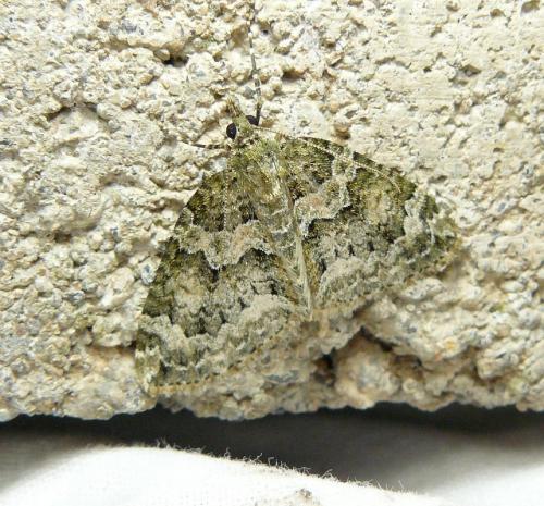 Chloroclysta miata