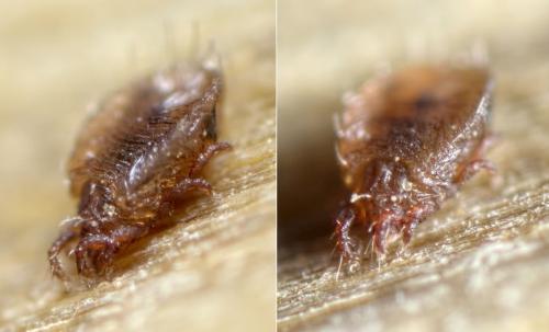 Réf. 119 640 : Eupelops sp.