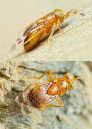Réf. 119 319 : Microterys sp.