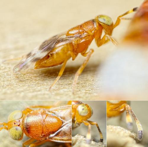 Microterys sp.