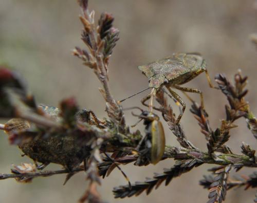 Troilus luridus