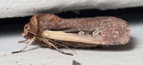 Ochropleura plecta