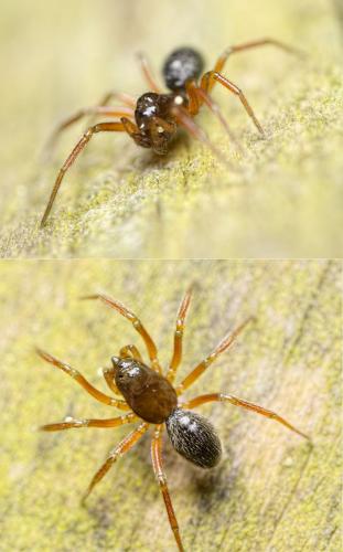 Nusoncus nasutus