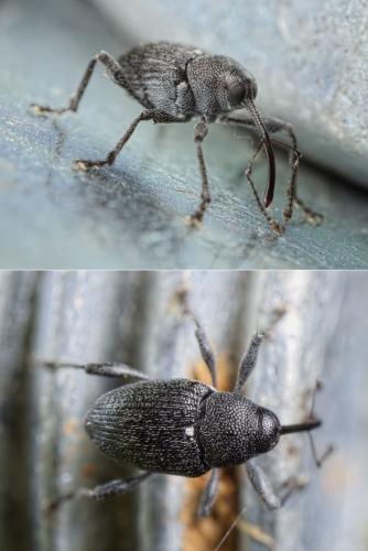 Réf. 119 444 : Curculio vicetinus