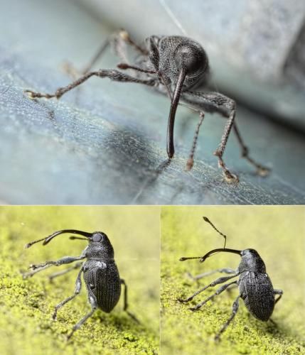 Réf. 119 443 : Curculio vicetinus