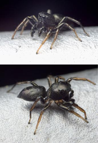 Heliophanus cupreus