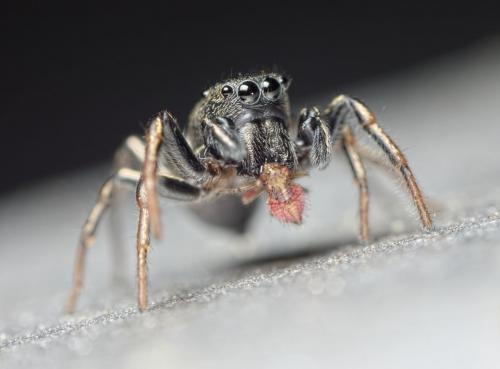 Heliophanus cupreus