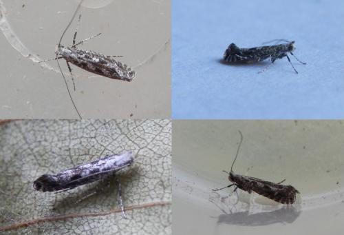 Parornix betulae