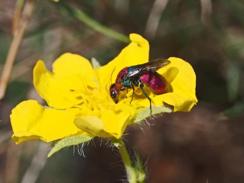 Réf. 119 676 : Chrysura cuprea