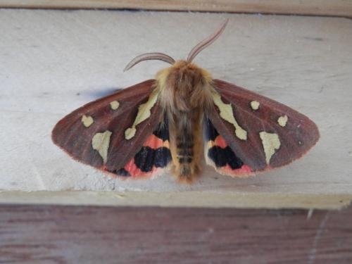 Réf. 119 822 : Hyphoraia testudinaria
