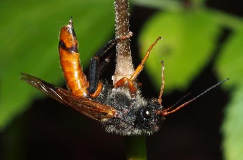 Réf. 119 458 : Sirex juvencus