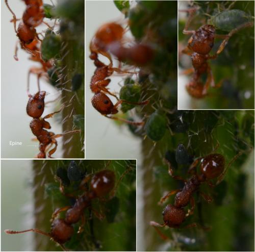 Myrmica sp.