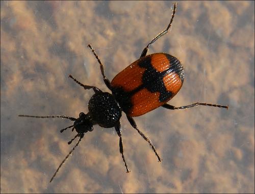 Réf. 119 061 : Panagaeus cruxmajor