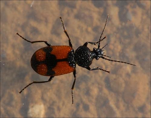 Réf. 119 062 : Panagaeus cruxmajor