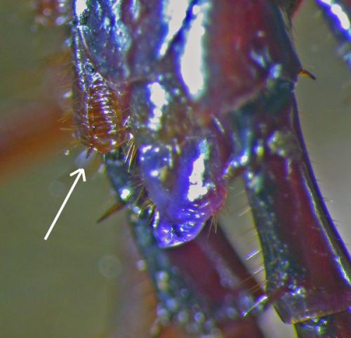 Réf. 119 708 : Lithobius pilicornis
