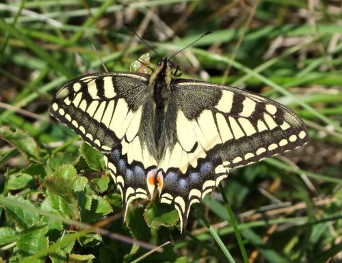 Papilio machaon